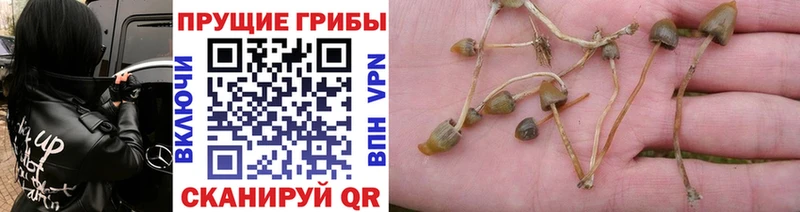 Псилоцибиновые грибы Psilocybe Ревда